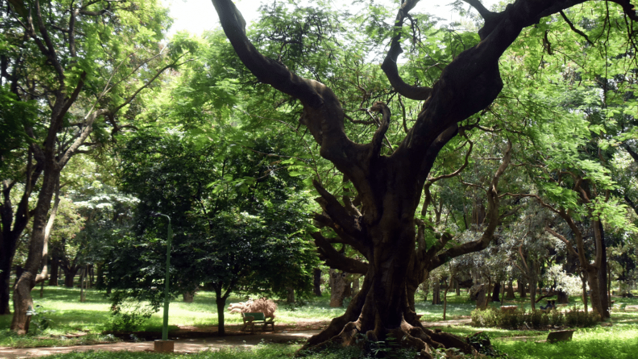 Cubbon Park has been intensively planted and maintained by talented and creative horticulturalists over the decades. Credit: DH Photo