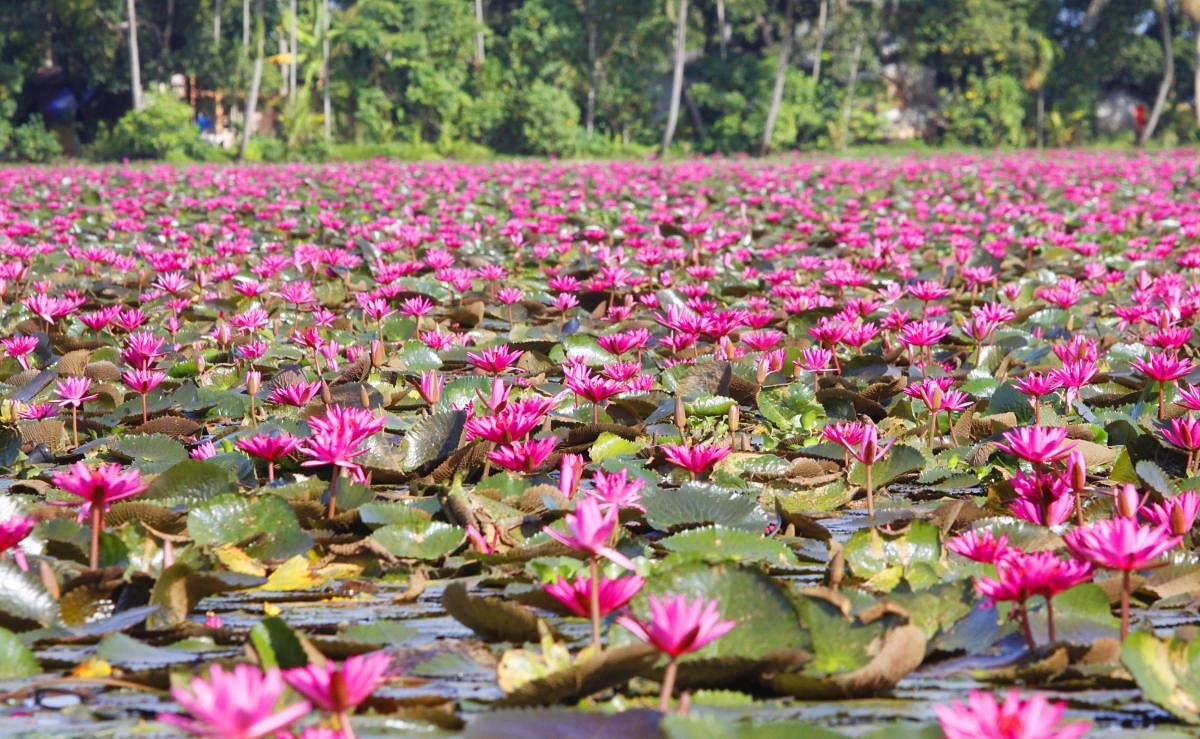 Kottayam has turned pink as water lilies bloom transforming the paddy fields into a sea of flowers. PHOTOS BY RAJEEV PRASAD