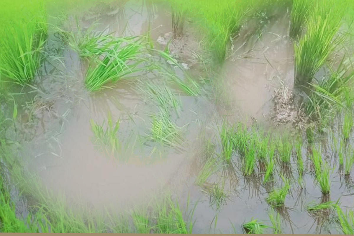 The paddy seedlings damaged by the elephants in Hosagadde.