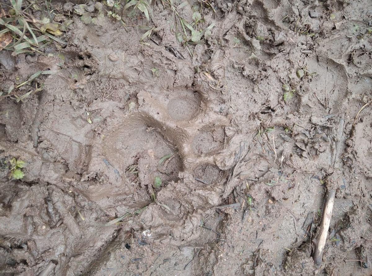 The pug marks of a tiger at a coffee estate in Athoor.