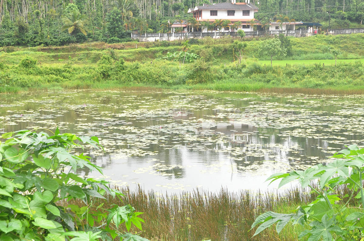 The Gowri lake situated in Ponnampet.