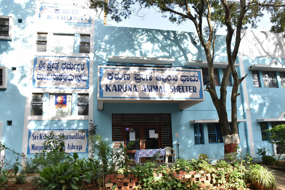 Karuna Animal Shelter is located inside the Veterinary College Campus in Hebbal. DH Photo by B K JANARDHAN