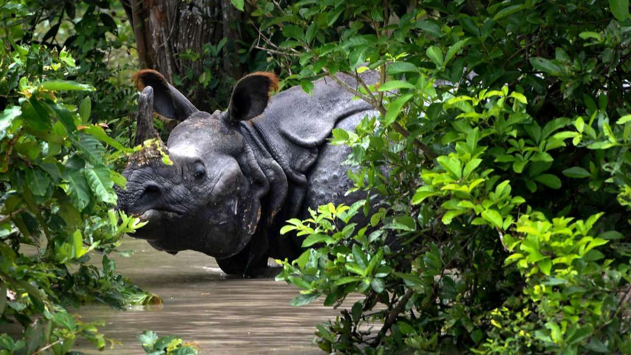 A rhino inside the flood-affected Pobitora Wildlife Sanctuary in Morigaon district. Credit: PTI Photo
