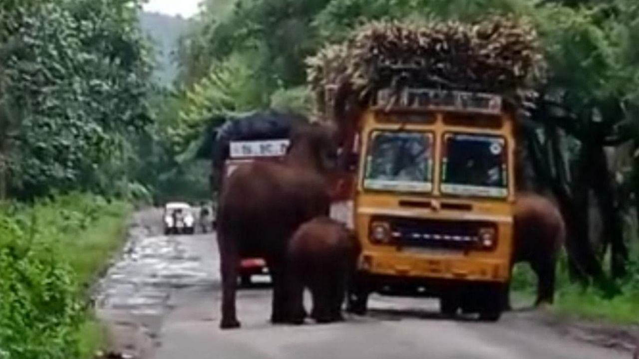 The video clip shows one jumbo pulling sugarcane from the right side of the vehicle, while the other from the left side. Credit: Video screengrab