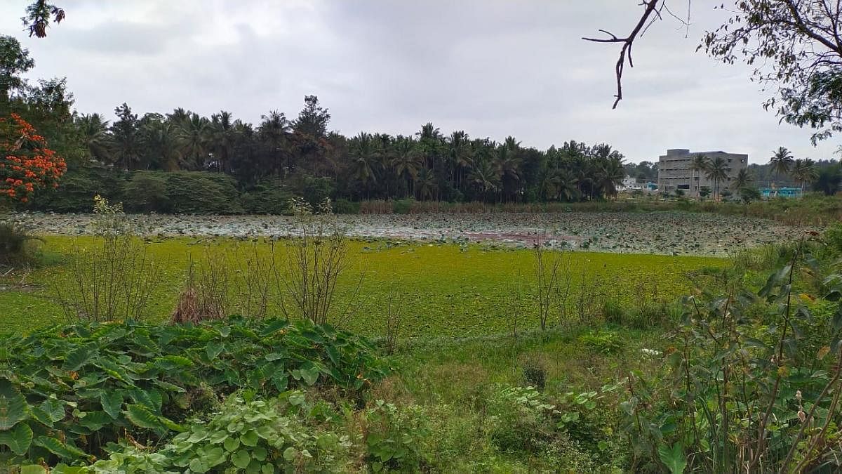 The Tavarekere lake located near Baichanahalli.