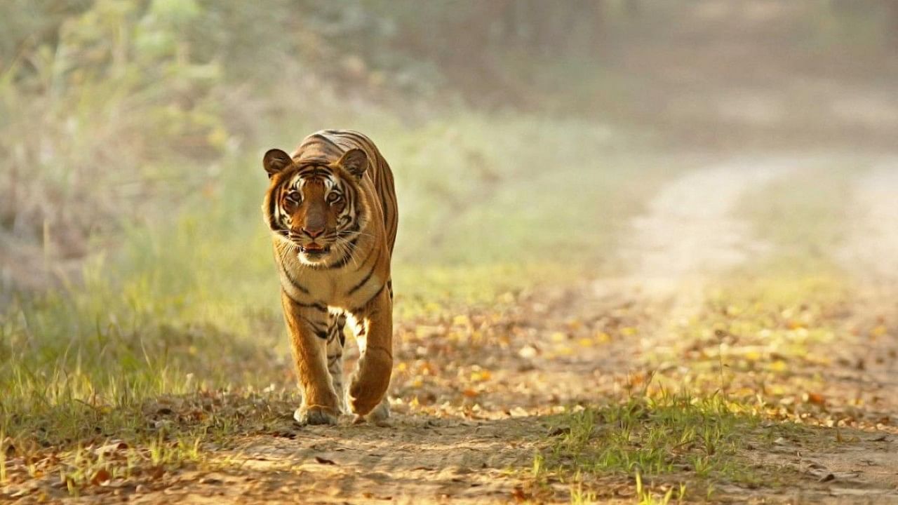 Apart from the photographs, the excreta of tigers will be collected and it would be sent to wildlife laboratory in Dehradun for testing. Credit: DH File Photo