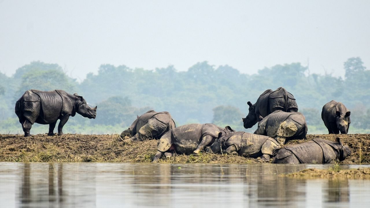 One-horned rhinos rest on a highland in Assam. Credit: Reuters Photo