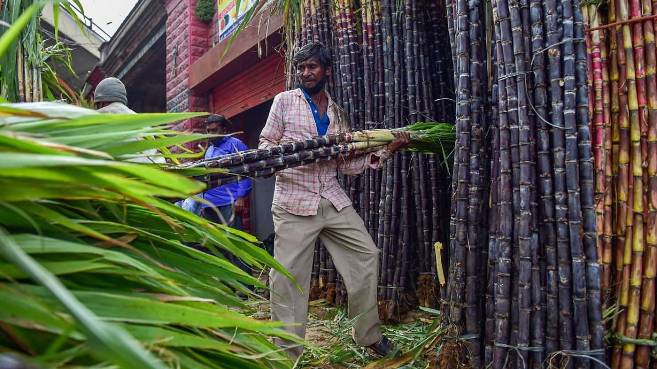 Cane is mainly grown in western UP, which is the epicentre of the farmers' protest in the state against the Centre's farm laws. Credit: PTI File Photo 