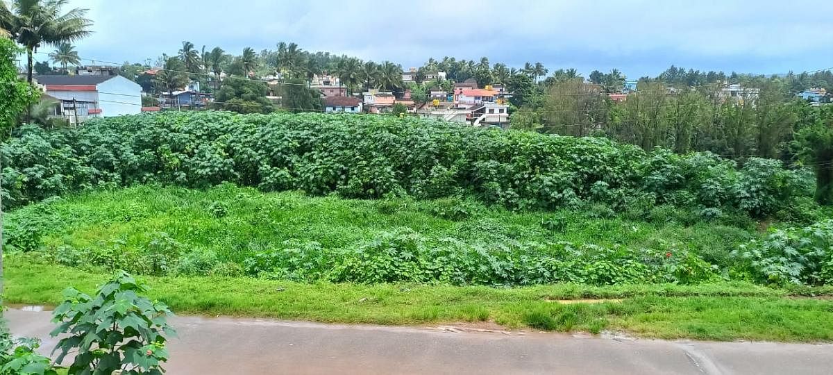 Weeds growing around Makkalakatte Kere in Shanivarasanthe.