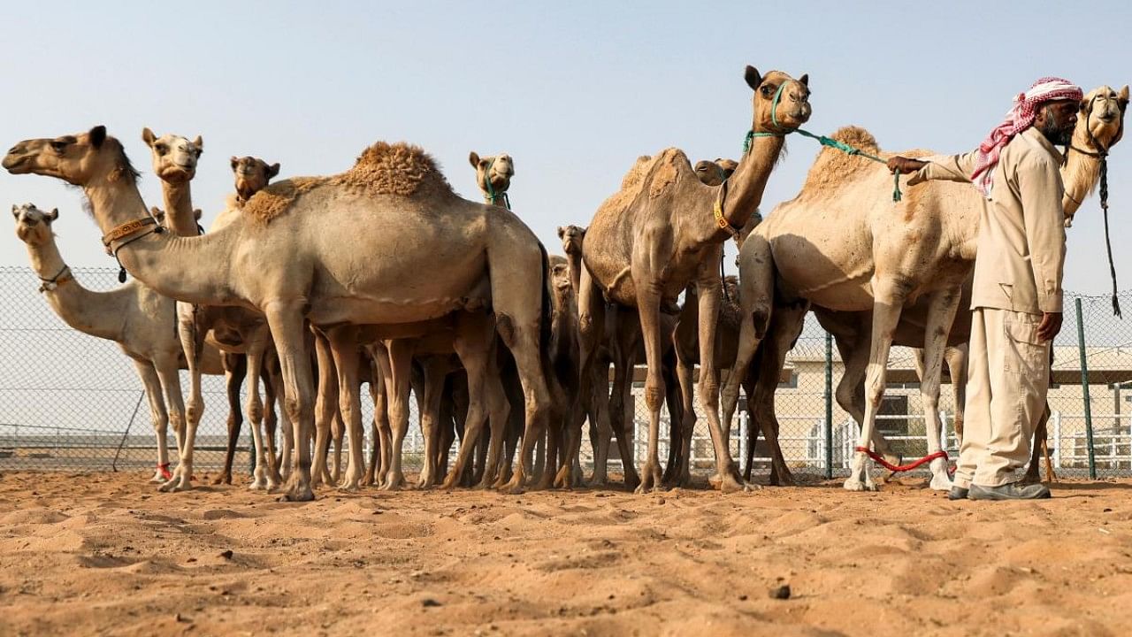 Female camels are herded in a pen at the Reproductive Biotechnology Center in Dubai. Credit: AFP Photo