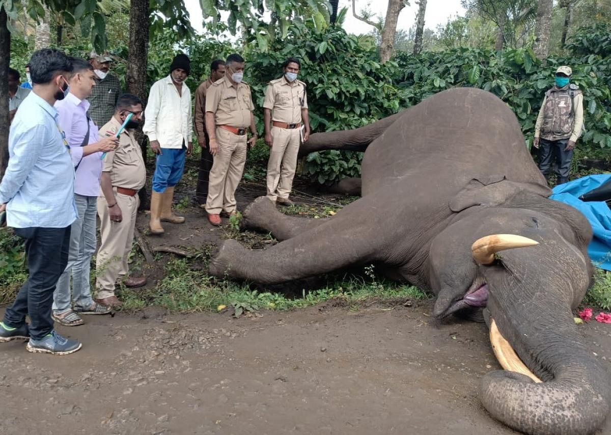 ACF A V Satish and other officials inspect the tusker, which died of electrocution at Doddaharave village. Credit: DH Photo