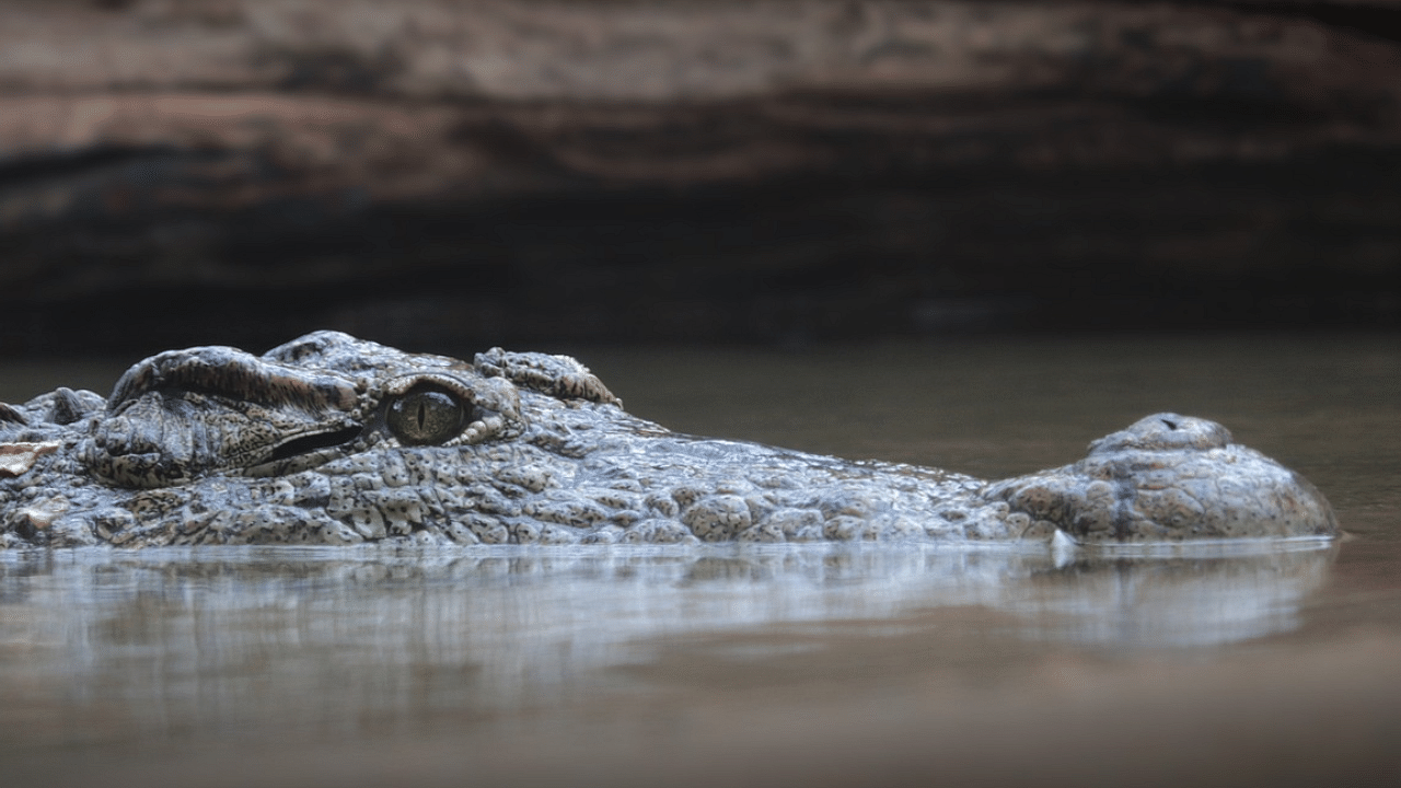A mugger crocodile (Crocodylus palustris), is a medium-sized broad-snouted crocodile, also known as mugger and marsh crocodile. Credit: Pixabay