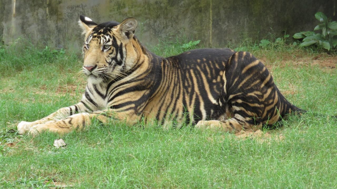A captive pseudomelanistic tiger at Nandankanan Biological Park, Bhubaneswar. Credit: Special Arrangement