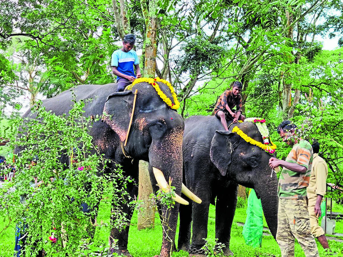 Elephants leave for Mysuru Dasara Mahotsava from Dubare elephant camp.