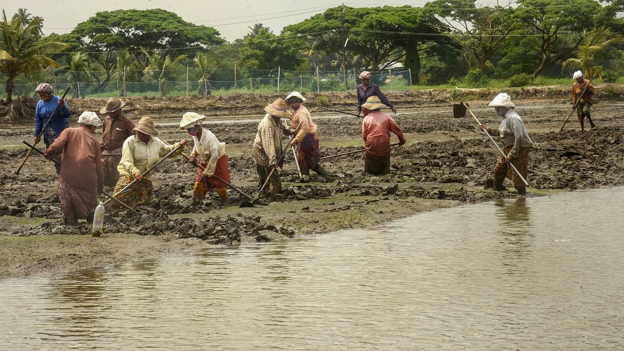 Farmers plough a water-filled field before planting Pokkali paddy crop, at Kadamakkudy in the suburbs of Kochi, Wednesday, June 23, 2021. Credit: PTI File Photo