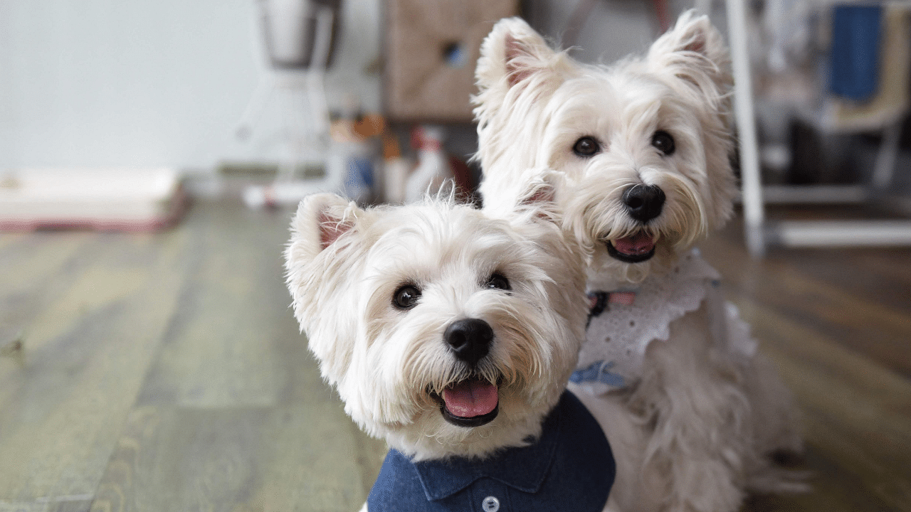 A pair of fluffy white terriers are among a growing number of pet influencers on social media in Singapore. Credit: AFP Photo