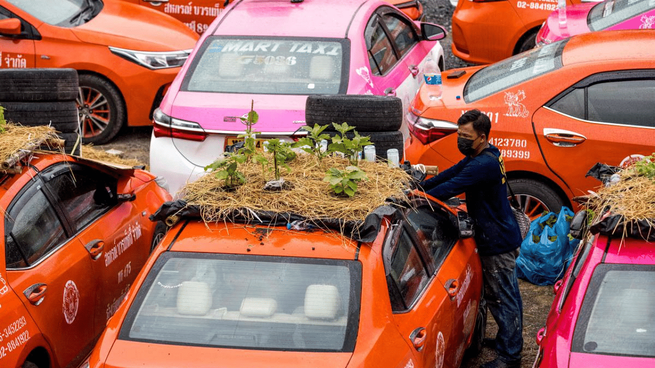 A staff member of a taxi rental garage plants vegetables on the roof of one of the firm's many vehicles currently out of service due to the downturn in business as a result of the Covid-19 pandemic in Bangkok. Credit: AFP Photo
