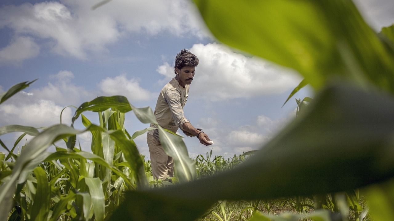 A farmer in Guna fertilizes his crop, guided by technology. Credit: Bloomberg
