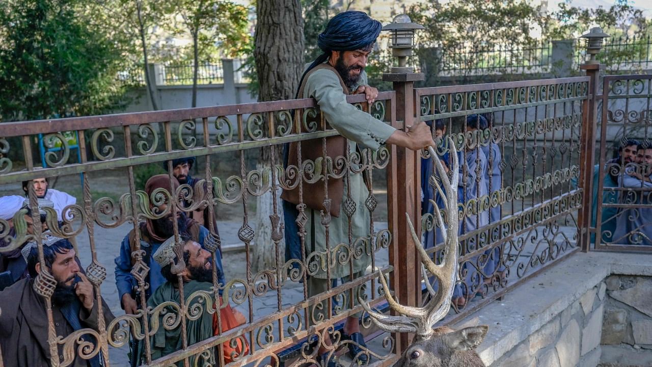  A Taliban fighter touches a deer in its enclosure at the Kabul Zoo. Credit: AFP Photo