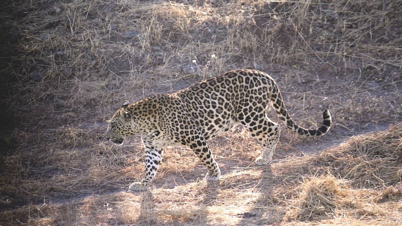 Camera traps have been set up in the vicinity to capture the movement of the big cat. Credit: DH File Photo