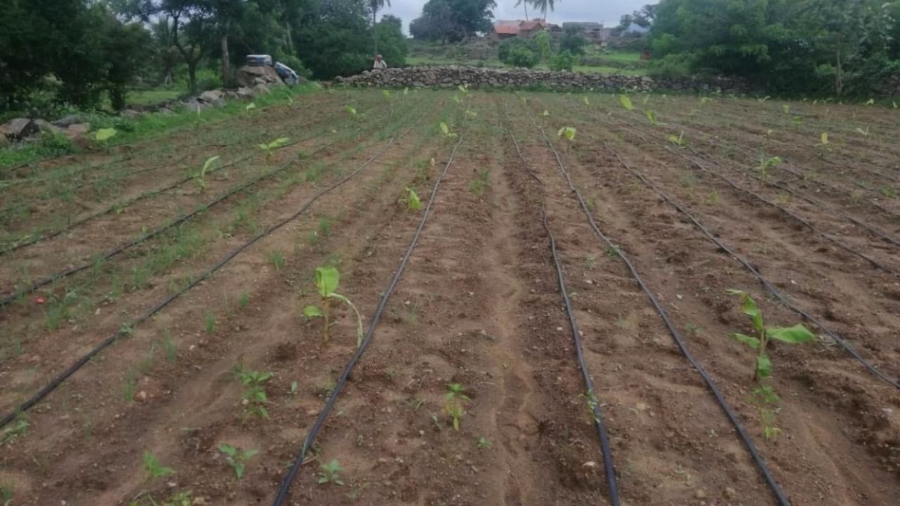 Farmers have grown banana as part of community farming at Tulasikere village in Male Mahadeshwara Wildlife limits in Hanur taluk of Chamarajanagar district. Credit: DH photo