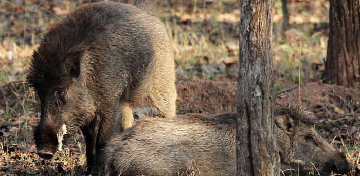 The farmers in Kerala's forest areas have struggled with the menace of wild boars for a long time. Credit: iStock Images