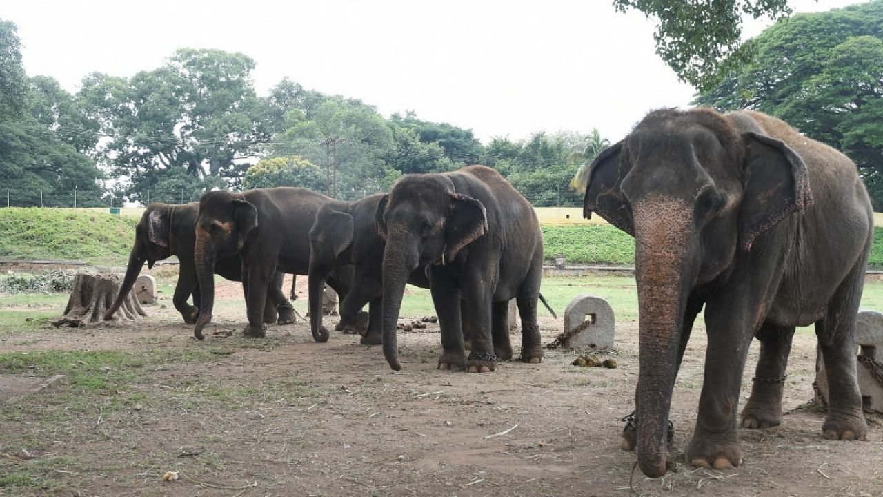 Elephants of erstwhile royal family of Mysuru. Credit: DH Photo