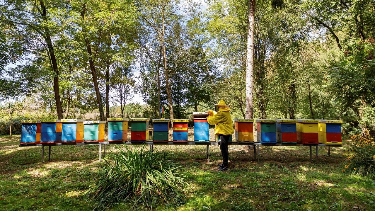 Beekeeper and owner Domagoj Balja inspects the hives in "Bee hotel with five stars" in Garesnica, Croatia. Credit: Reuters Photo
