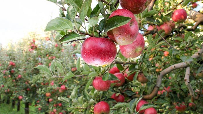 Farmers find themselves compelled to sell their apple produce at prices decided by big market players and traders. Credit: iStock Images