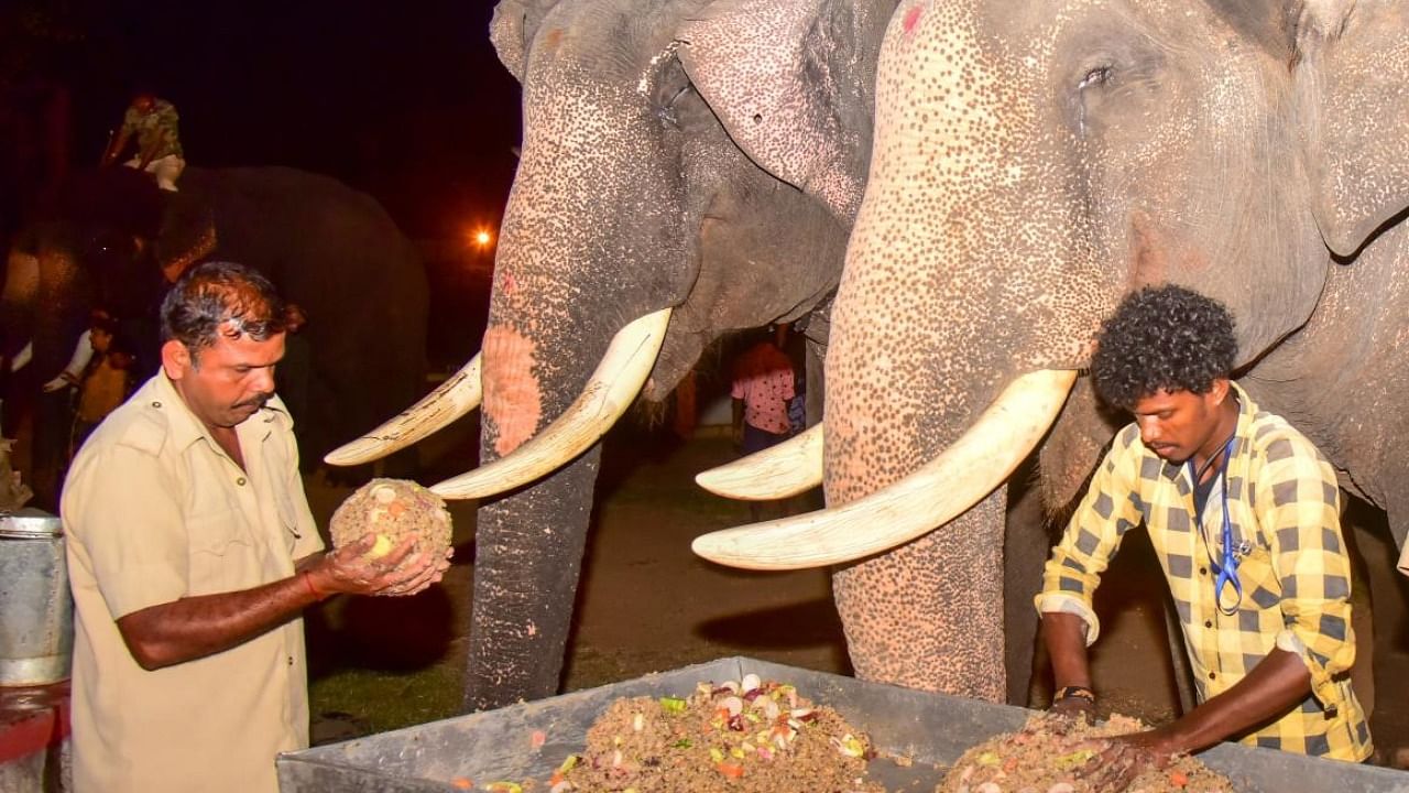 Special food was offered to Dasara elephants at Mysuru Palace on Wednesday. Credit: DH photo