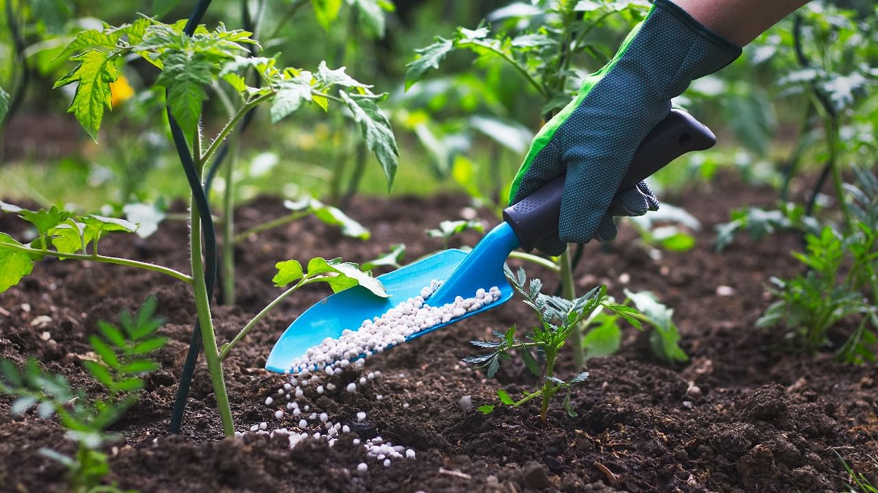 Agriculture activities had started, but fertilisers were not available either at primary cooperative agricultural credit cooperative societies or other societies. Credit: iStock photo
