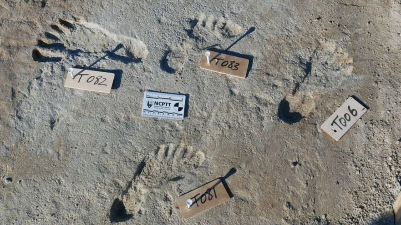 The footprints were left in mud on the banks of a long-since dried up lake, which is now part of a New Mexico desert. Credit: Twitter/@ticiaverveer/Bournemouth University