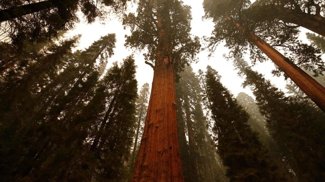 The historic General Sherman tree which was saved from fires by structure wrap is seen at Sequoia National Park, California. Credit: AFP Photo