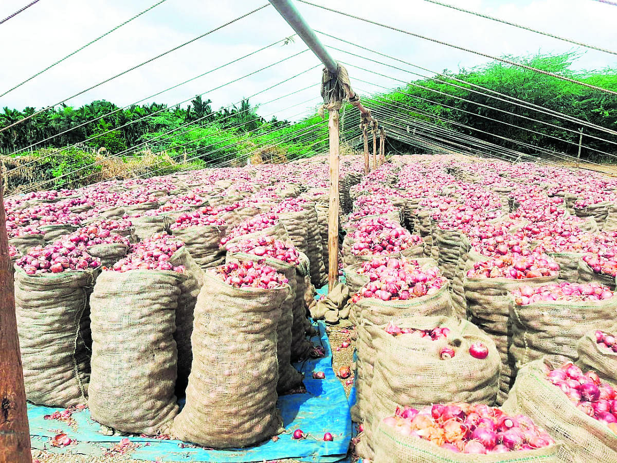 Hundreds of onion bags are allowed to rot in sheds in parts of Central and North Karnataka districts due to bulb rot disease.