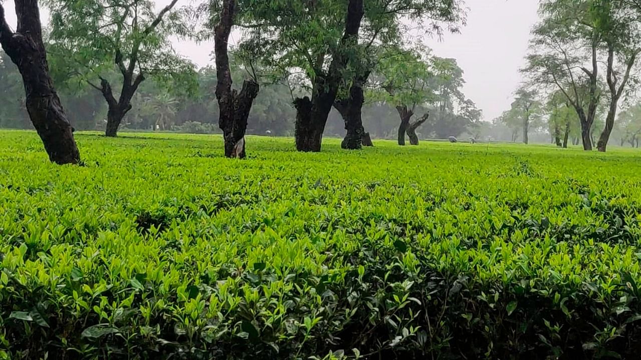 Assam contributes over 52 per cent of tea produced in the country annually. Credit: AFP File Photo
