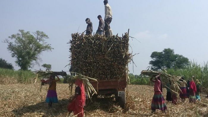 Sugarcane workers in a field. Credit: Reuters File Photo