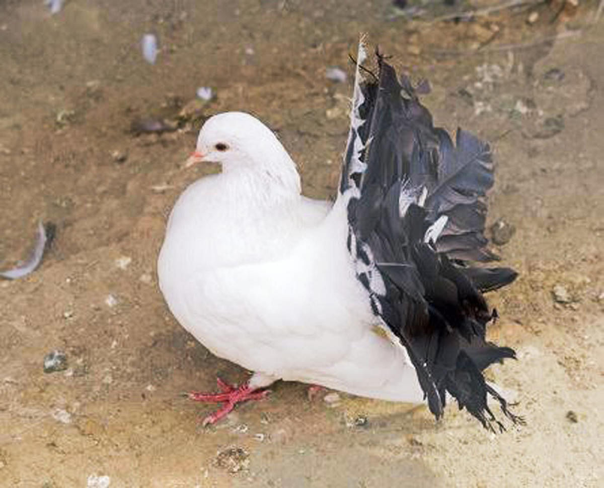 One of the stolen pigeons.