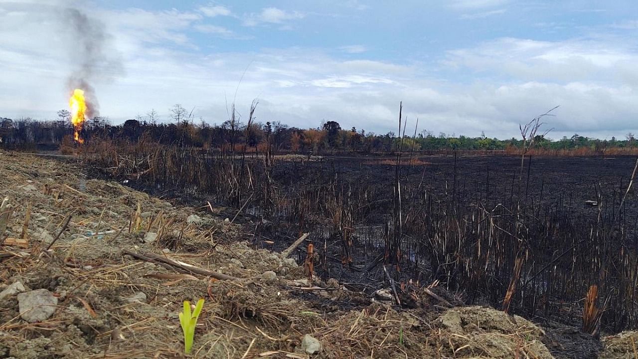 A patch of burnt paddy field due to the fire at Baghjan oil field. Credit: PTI file photo