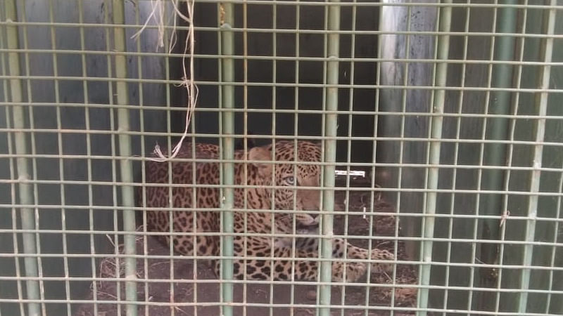 Male leopard which was trapped in Kavalgeri in Dharwad taluk on Sunday early morning. Credit: DH Photo