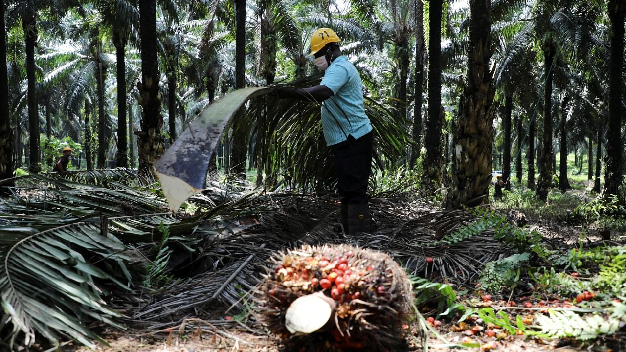 There are fears these plantations will have a massive impact on the livelihoods of tribal communities and their forest. Credit: Reuters File Photo