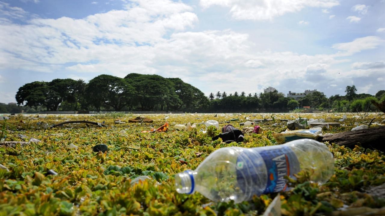 A view Ulsoor lake in poor condition. Credit: PTI Photo