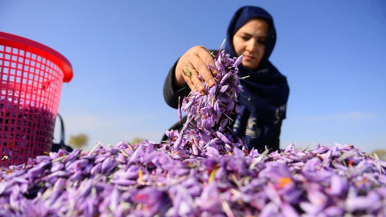 An Afghan worker sorts harvested saffron flowers in a field on the outskirts of Herat. Credit: AFP File Photo