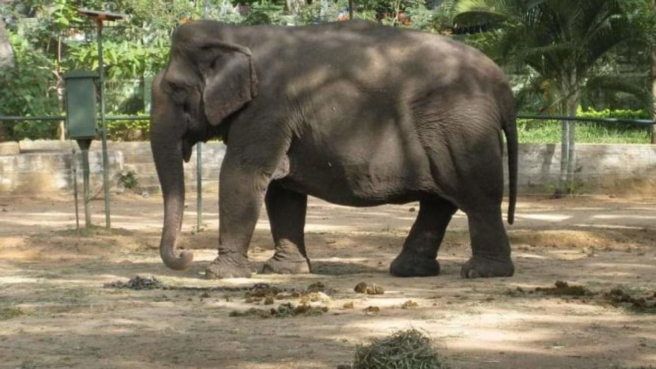 Gange attracted elephants during khedda operations. Credit: DH File Photo