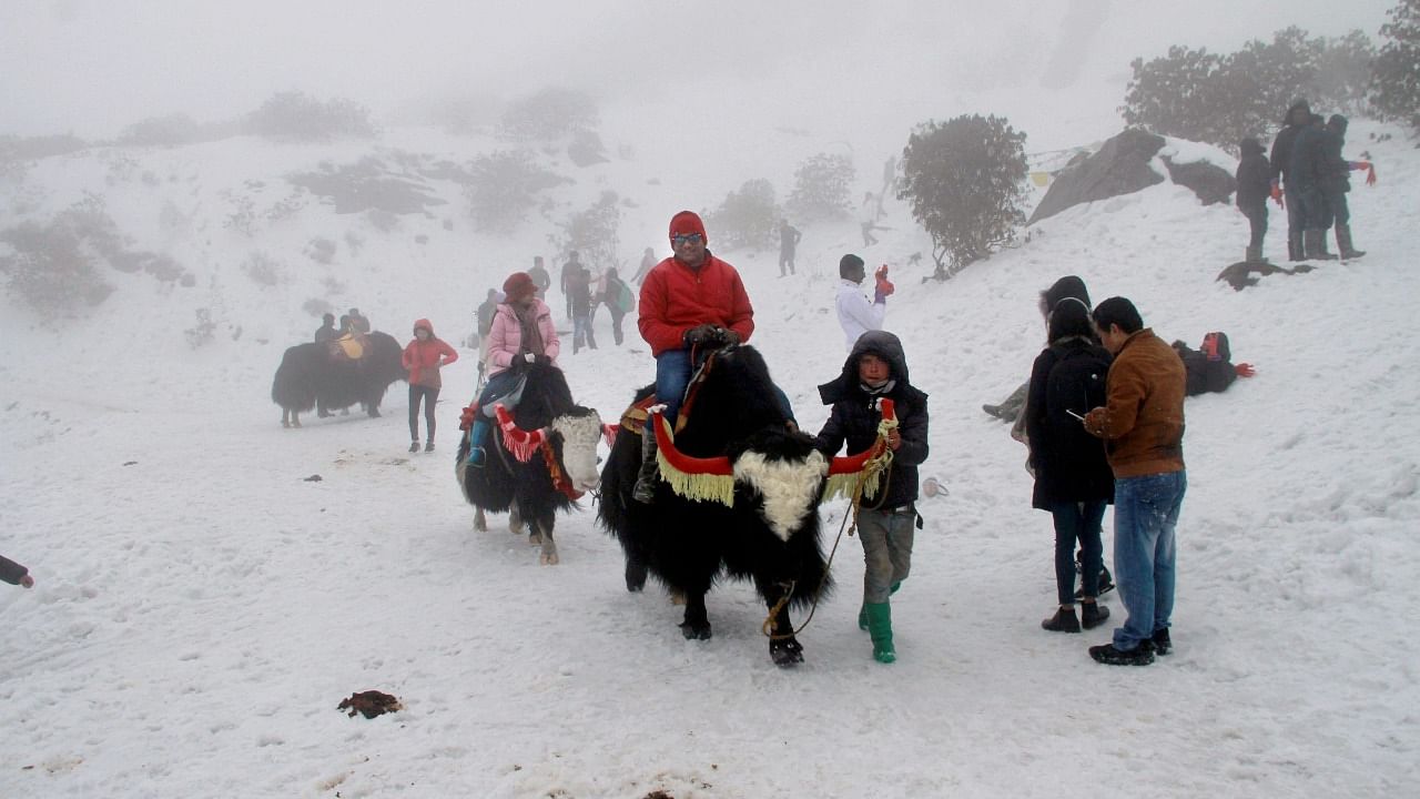 Tourists enjoy yak ride on a snow coverd hill after fresh snowfall at Changu Lake some 40 kilometres from Gangtok. Credit: PTI File Photo