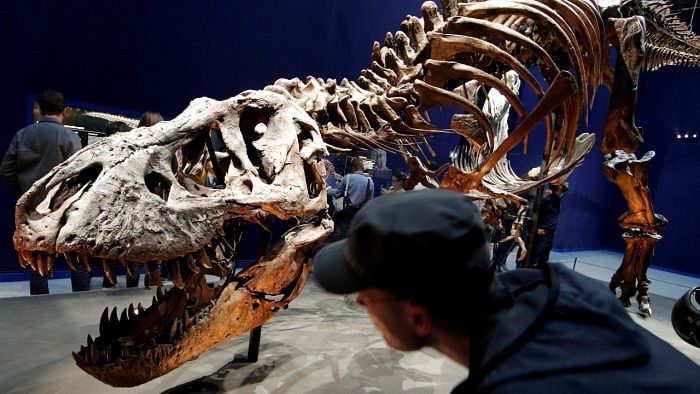 Visitors look at a 67 million year-old skeleton of a Tyrannosaurus Rex dinosaur, named Trix, during the first day of the exhibition "A T-Rex in Paris" at the French National Museum of Natural History in Paris. Credit: Reuters File Photo
