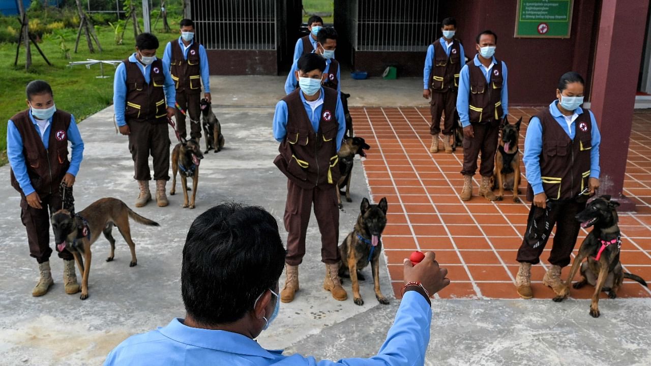 Trainers standing in formation with their dogs trained to detect the coronavirus during a training session at the Cambodian Mine Action Centre. Credit: AFP Photo