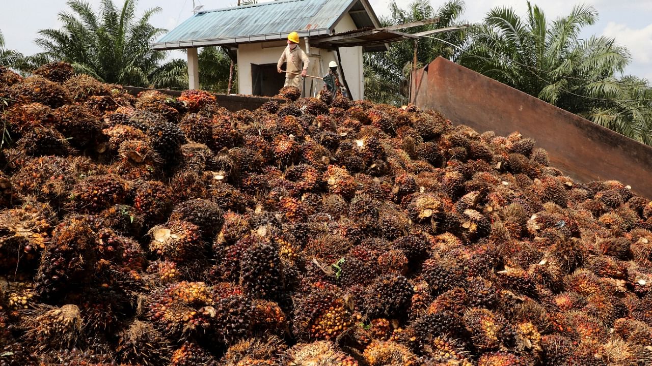 Large scale cultivation of oil palm could have an adverse impact on the ecology of the biodiversity-rich Northeast. Credit: Reuters File Photo
