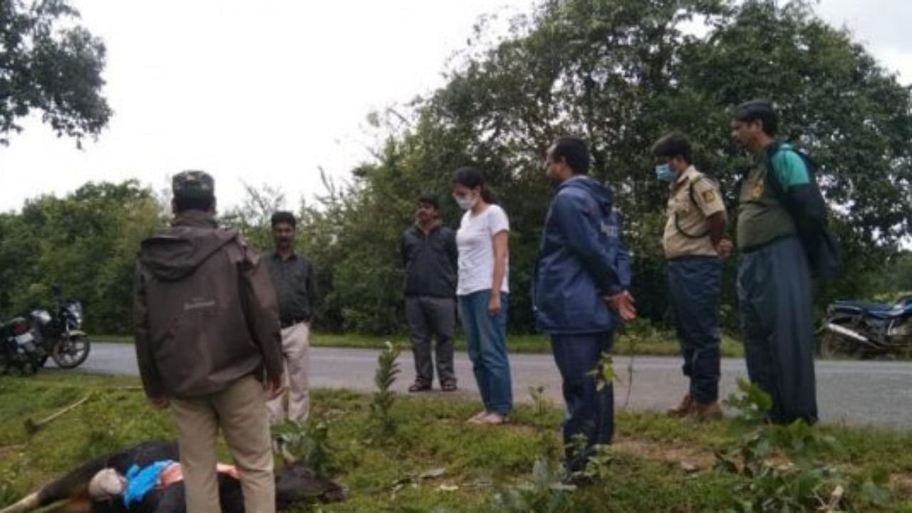 Forest officials from the Canara circle inspect the death of an Indian Gaur that killed on the State Highway -30 by a speeding vehicle in Joida taluk of Uttara Kannada. Credit: DH Photo