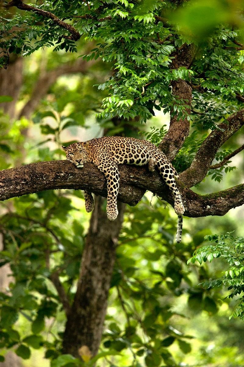 In 2015, Suyash Keshari had clicked a photo of a leopard in Karnataka’s Nagarhole National Park.  