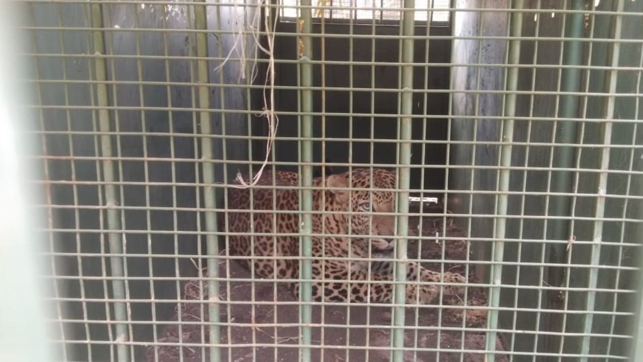 Male leopard which was trapped at Kavalgeri off Dharwad. Credit: DH File Photo